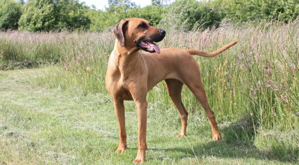 Zindika My Lucky Star Chumani T